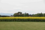 IMG 7176